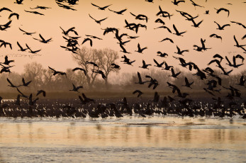 Sandhill cranes on the Platte River. Photo courtesy of U.S. Fish & Wildlife Service
