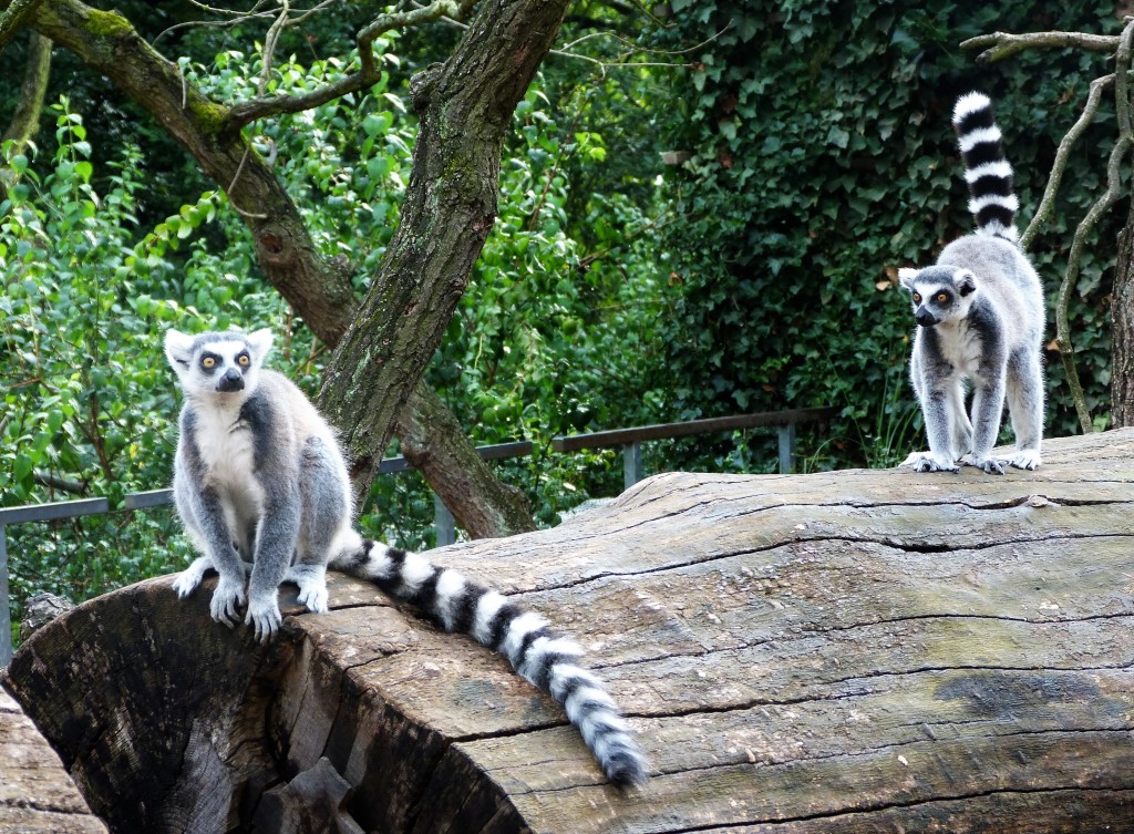 Lemur Island, where you can go inside the compound and hang out with them.
